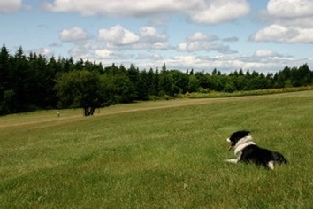 Dog in Vashon Field